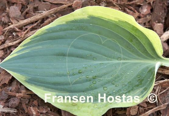 Hosta Aachen